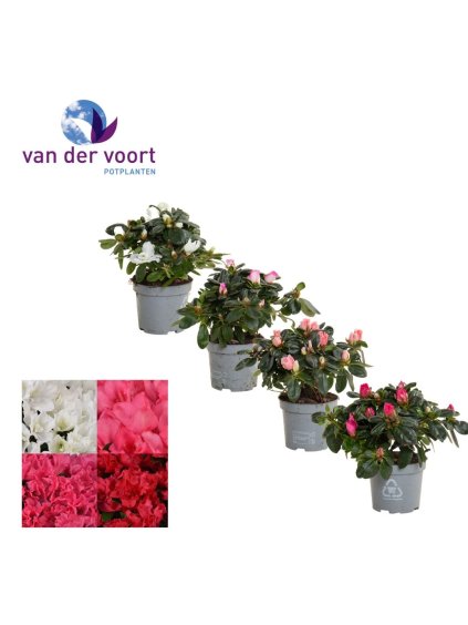 Rhododendron (Simsii Grp) mix 4 srt V25cm