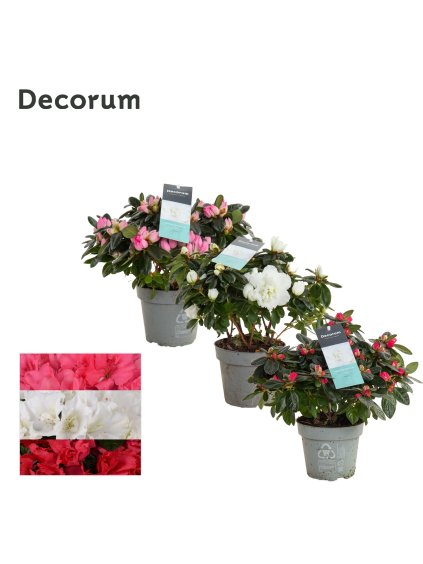 Rhododendron (Simsii Grp) Hellmut Vogel mix V25cm