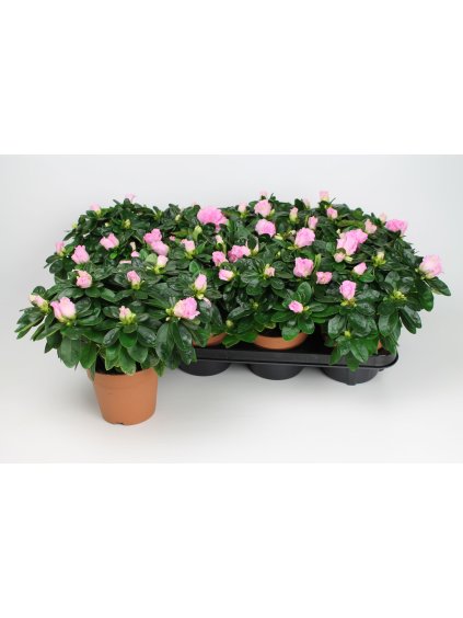 Rhododendron (Simsii Grp) overig V25cm