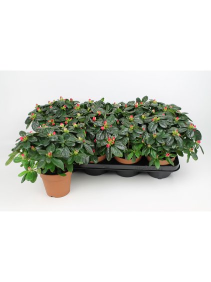 Rhododendron (Simsii Grp) overig V25cm