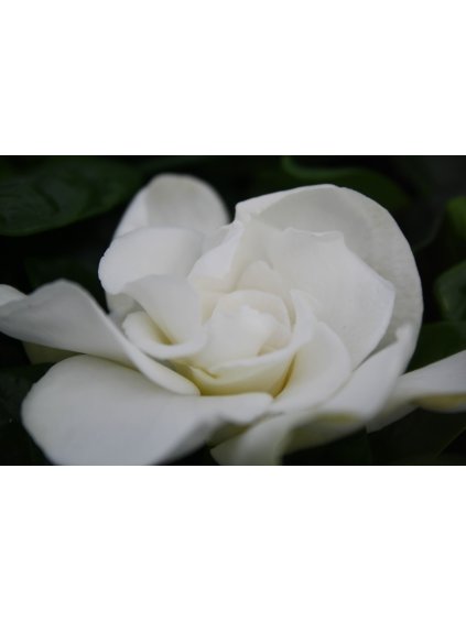 Gardenia Jasminoides V20cm