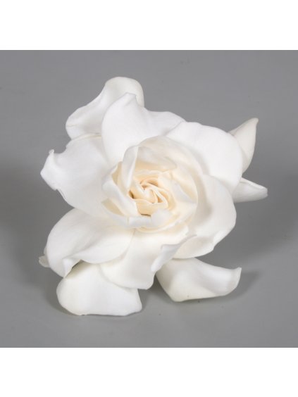 Gardenia Jasminoides V15cm