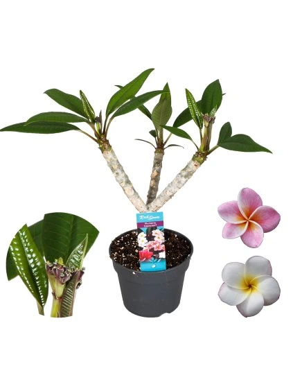 Plumeria Hawaiian Mix V65cm