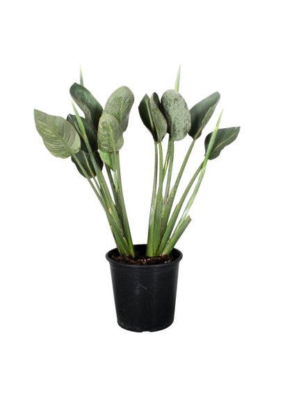 Strelitzia Reginae V80cm