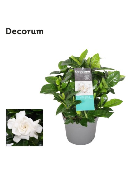 Gardenia Jasminoides V25cm