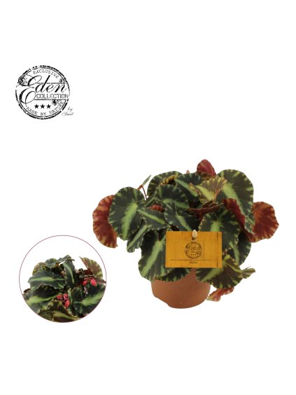 Begonia Cleopatra V15cm