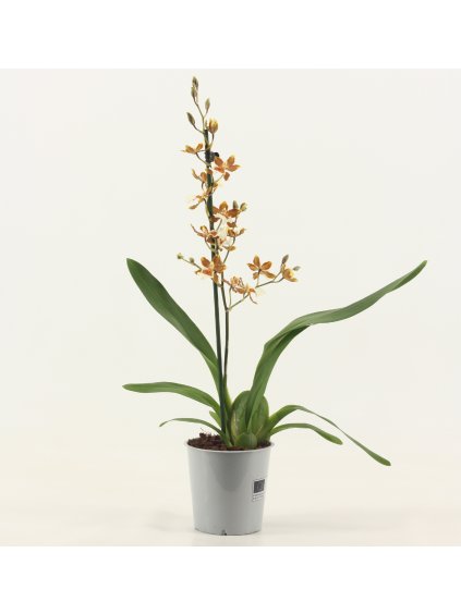 Cambria Gold Rush V65cm