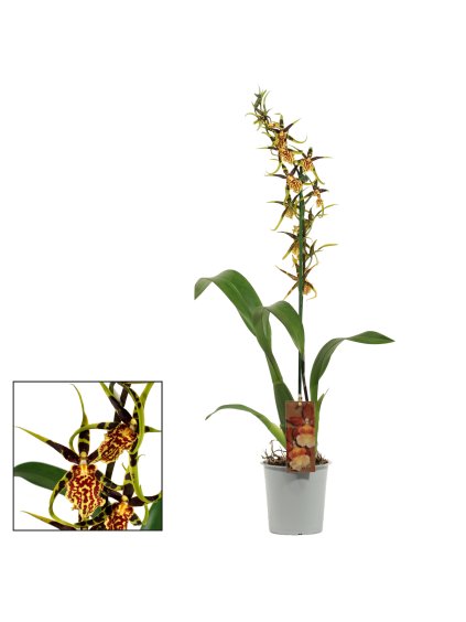 Cambria Mystic Maze V65cm