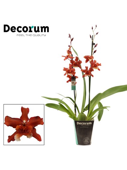 Cambria Soul Fire V60cm