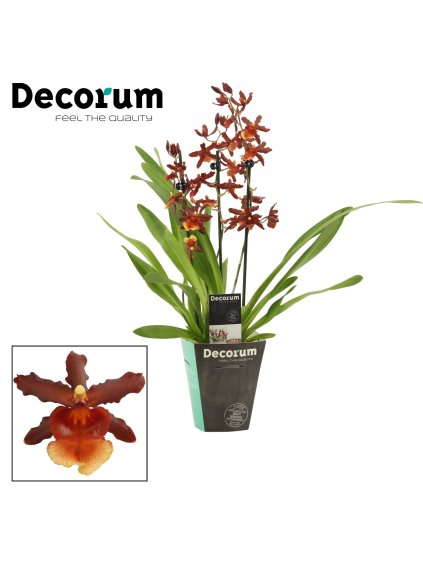 Cambria Tamiya V55cm