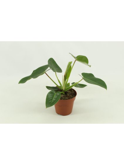 Philodendron Corovadensis V30cm