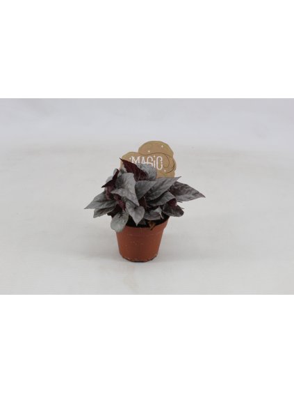 Begonia rex Silver Limbo V20cm
