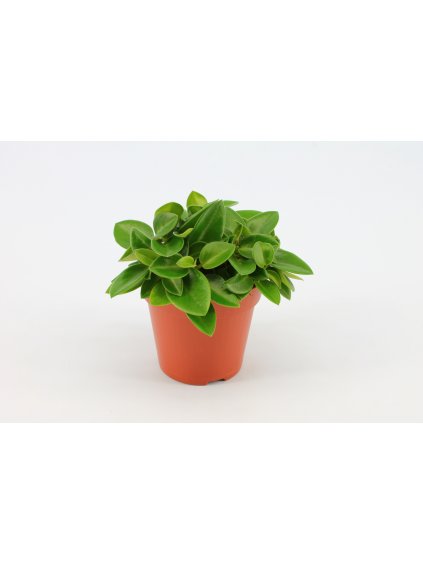 Peperomia Pixie V20cm