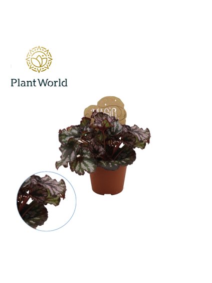 Begonia rex Cumbia V20cm