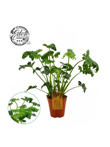 Philodendron Atlantis V35cm