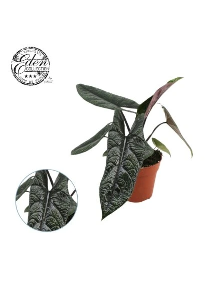 Alocasia Scalprum V20cm