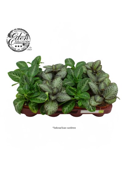 Episcia cupreata V20cm