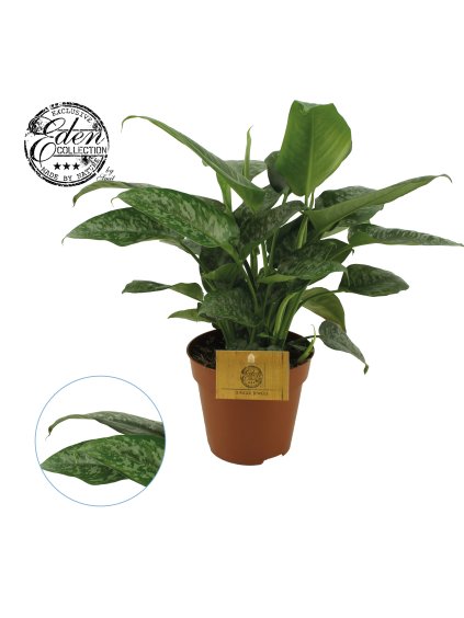 Schismatoglottis scortechinii V30cm