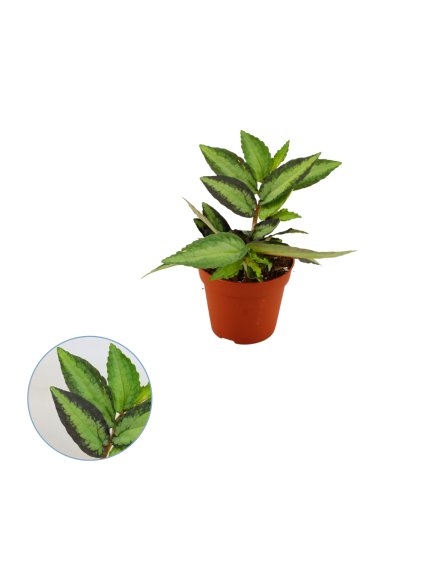 Pellionia repens V20cm