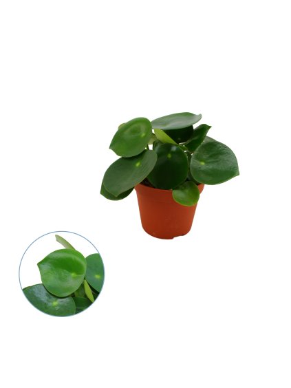 Peperomia polybotrya V20cm