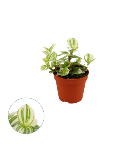 Tradescantia brightness V20cm