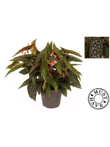 Begonia Maculata Double Dot V35cm