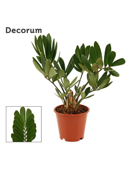 Zamia furfuracea V30cm