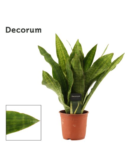 Sansevieria Aubrytiana Nite Lite V45cm