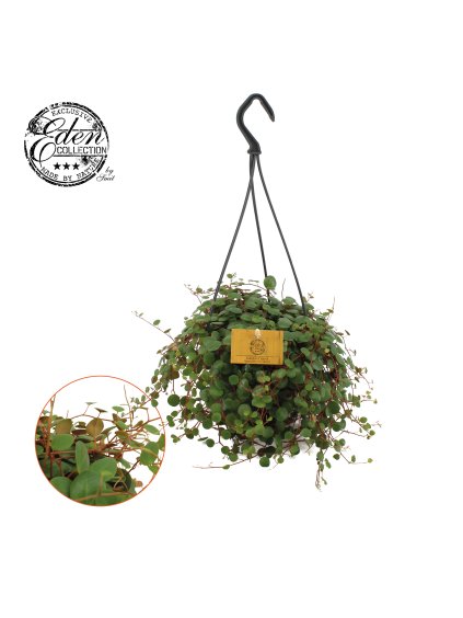 Peperomia Pepperspot V25cm