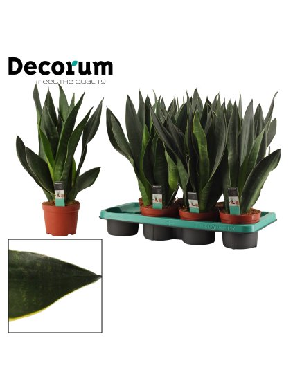 Sansevieria Black Diamond V40cm