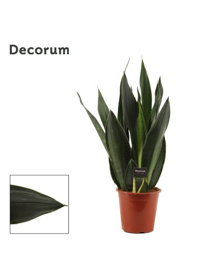 Sansevieria Black Diamond V60cm