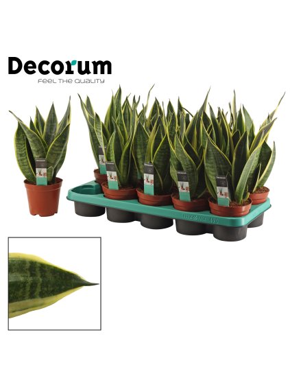 Sansevieria Canary V30cm