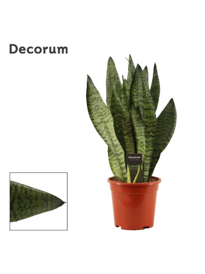 Sansevieria Super Green V50cm