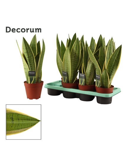 Sansevieria White Snow V40cm