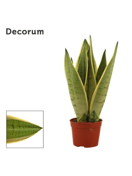 Sansevieria White Snow V30cm