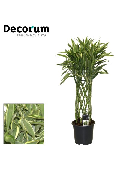 Dracaena Sanderiana white V70cm