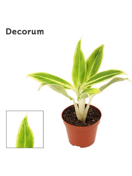 Aglaonema Lipstick V25cm