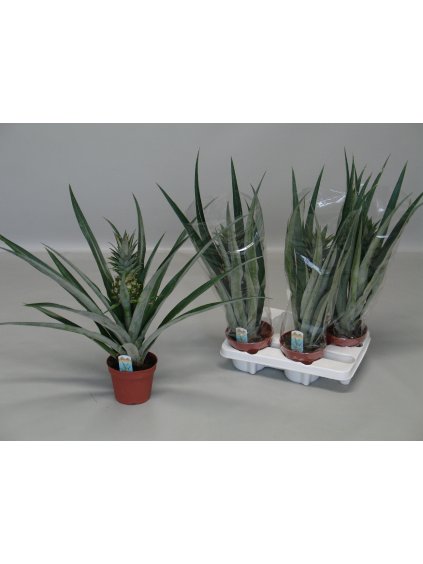 Ananas Champaca V50cm