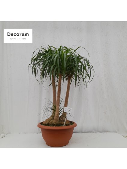 Beaucarnea V145cm