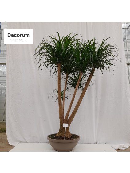 Beaucarnea V200cm