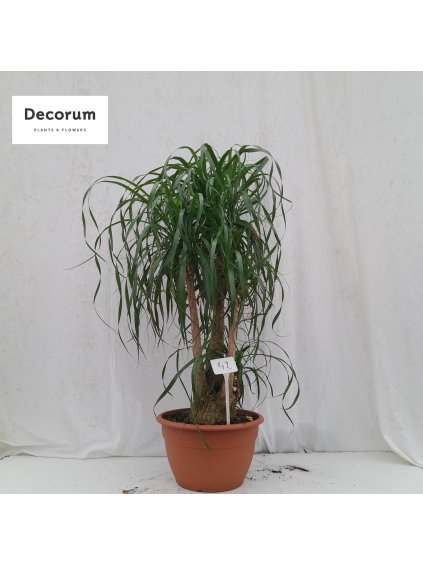 Beaucarnea V150cm