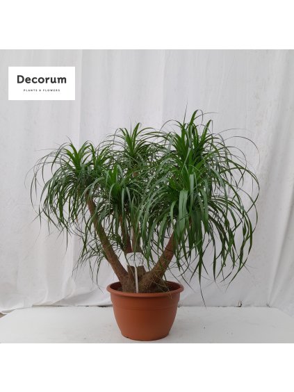 Beaucarnea V130cm