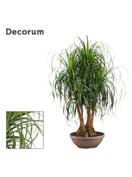 Beaucarnea V200cm