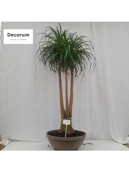 Beaucarnea V210cm