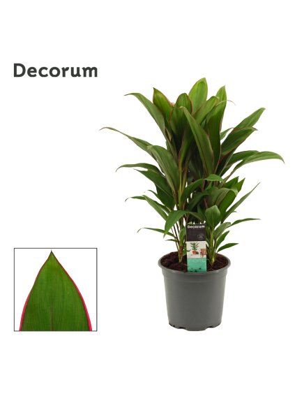 Cordyline Salsa V55cm