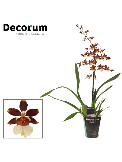 Cambria 1 tak Bonfire V65cm