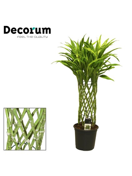 Dracaena Sanderiana gold V70cm