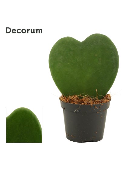 Hoya Kerrii Single V11cm