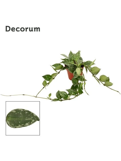 Hoya krohniana Splash V7cm