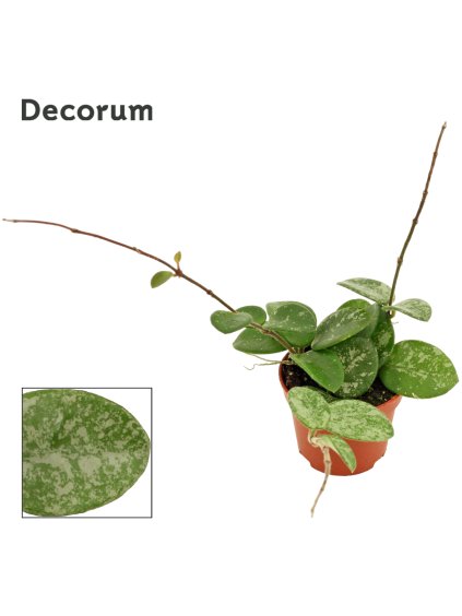 Hoya Mathilde splash V7cm